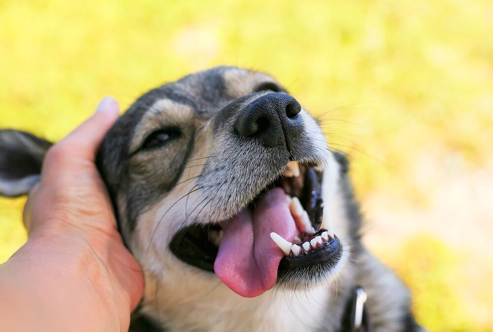 Beneficios de convivir con un perro, según la ciencia