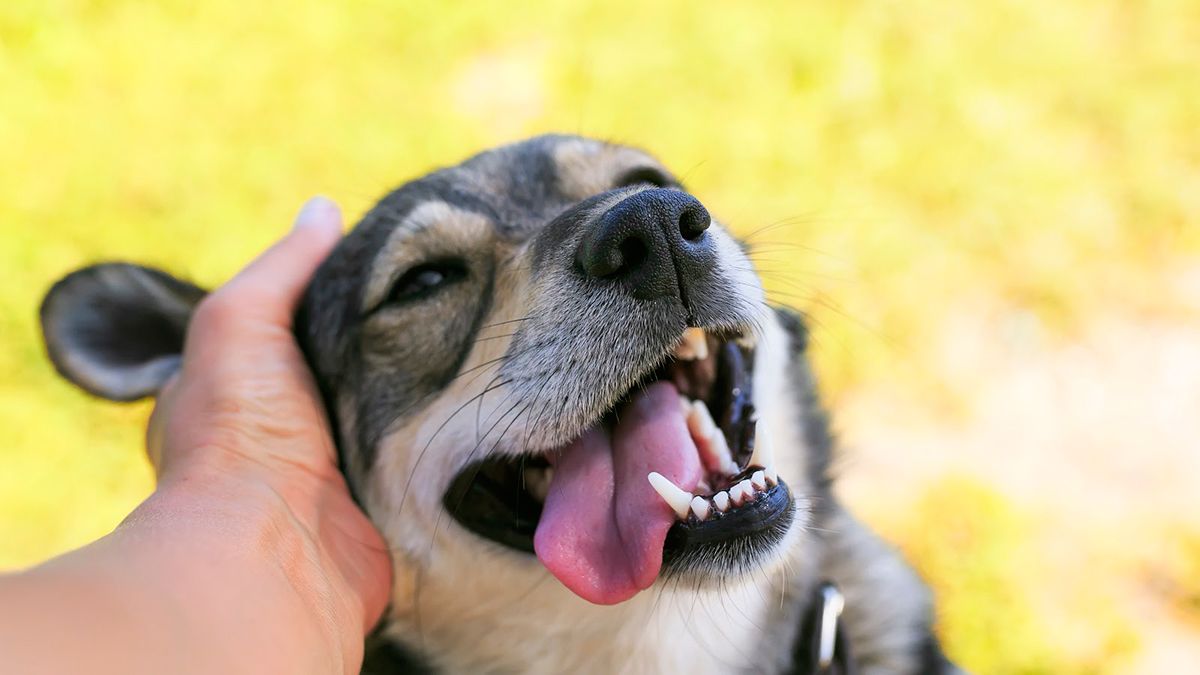 Beneficios de convivir con un perro, según la ciencia