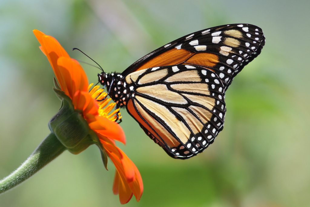 Guanajuato impulsa el monitoreo de la mariposa monarca en su migración