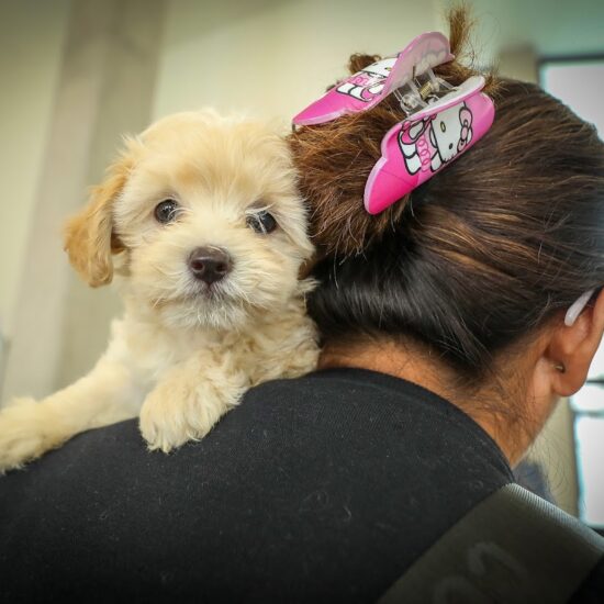 Hospital de Mascotas León 450 veterinaria pública