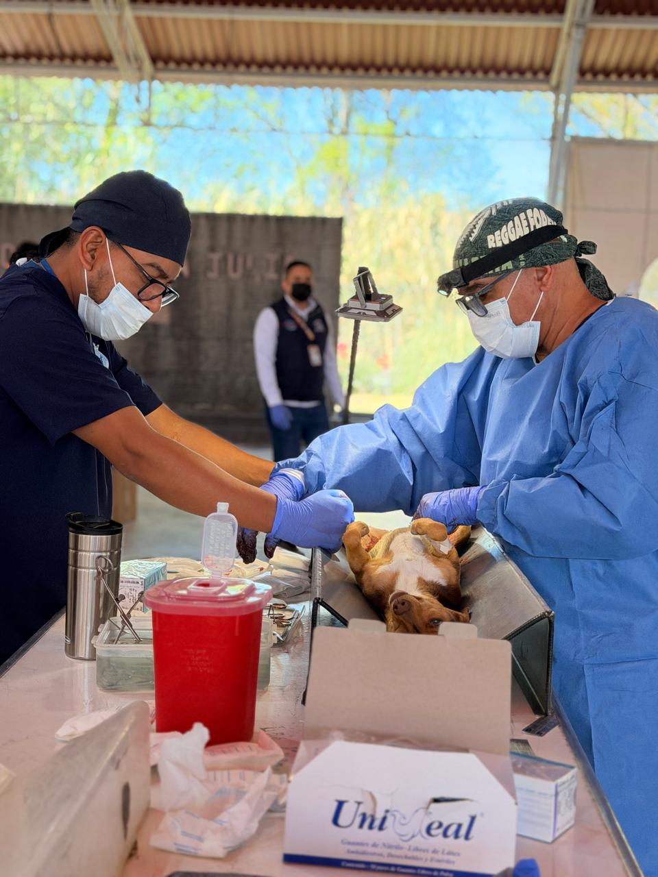 esterilización masiva canina y felina