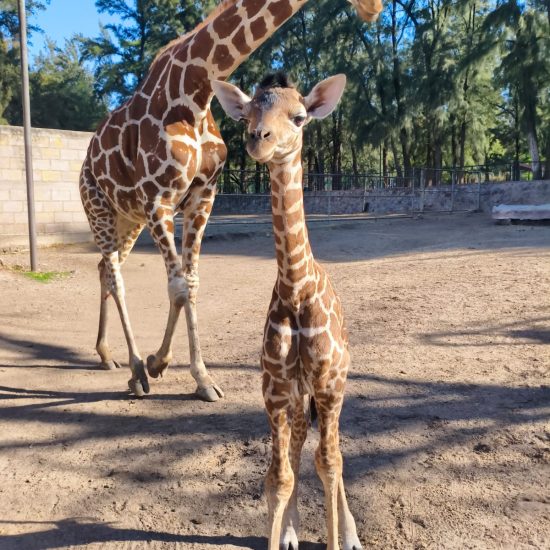 Nuevo nacimiento de jirafa reticulada en ZooLeón