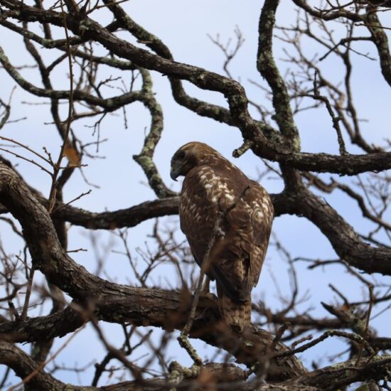 cuidado de la biodiversidad en Guanajuato