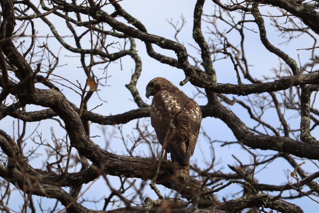 cuidado de la biodiversidad en Guanajuato
